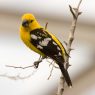 Mexican yellow gosbeak